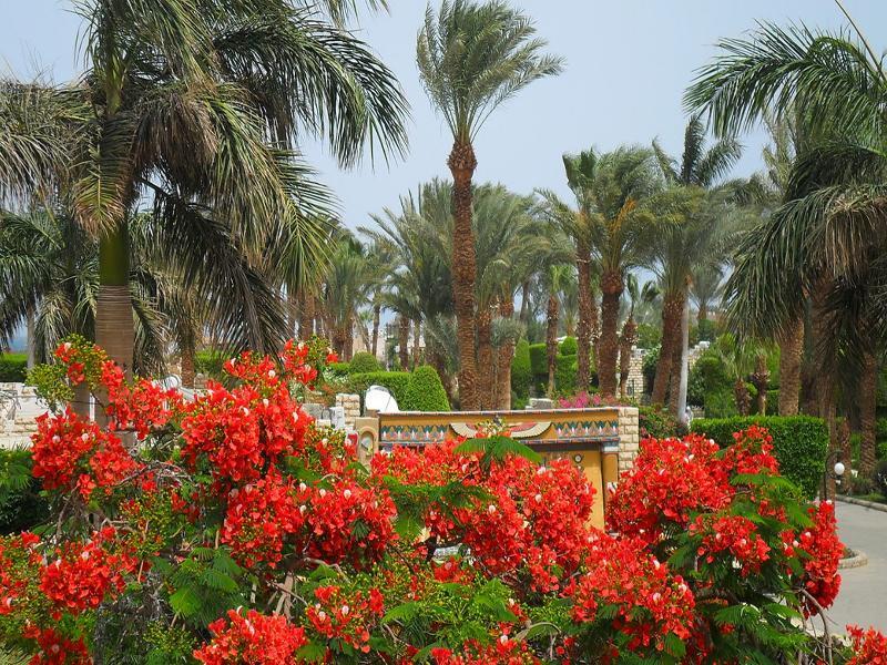 Jasmine Village Χουργκάντα Εξωτερικό φωτογραφία